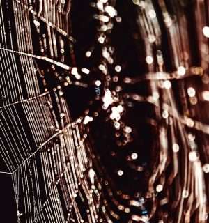 Relato corto, Aracnofobia. Una telaraña.