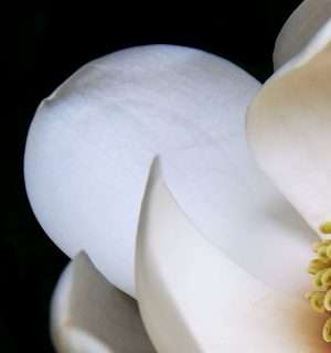 Relato corto, Aroma de magnolias. Una magnolia blanca.